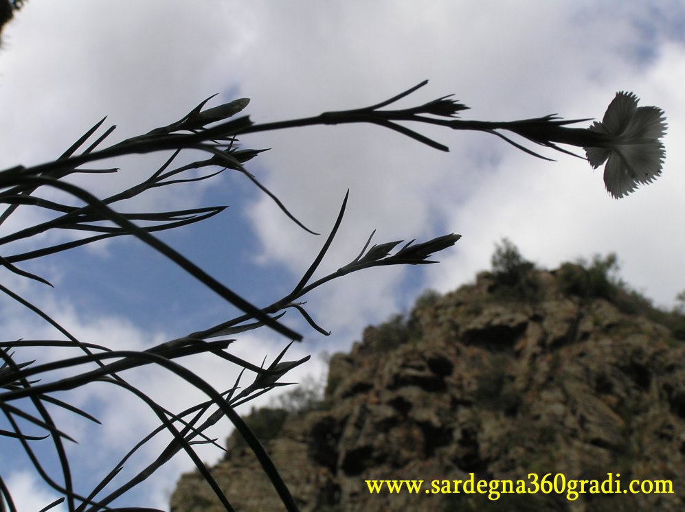 Dianthus mossanus / Garofano di Mossa